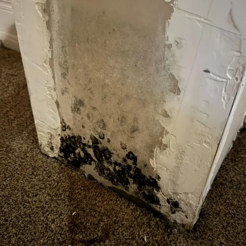 Professional Mold Removal in Blue Mound, TX